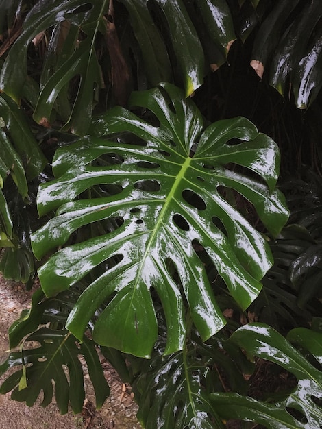 Plantas que crescem na água