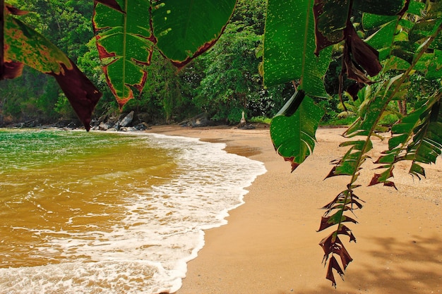 Foto plantas que crescem na praia