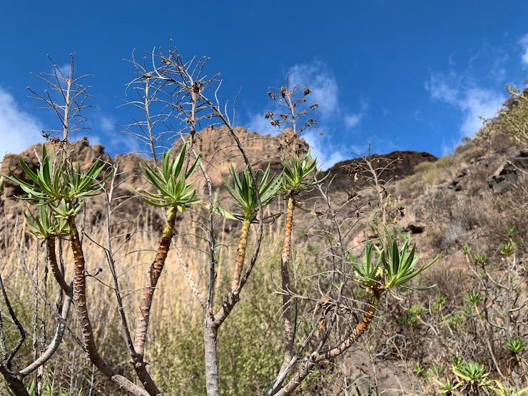 Foto plantas que crescem na terra contra o céu