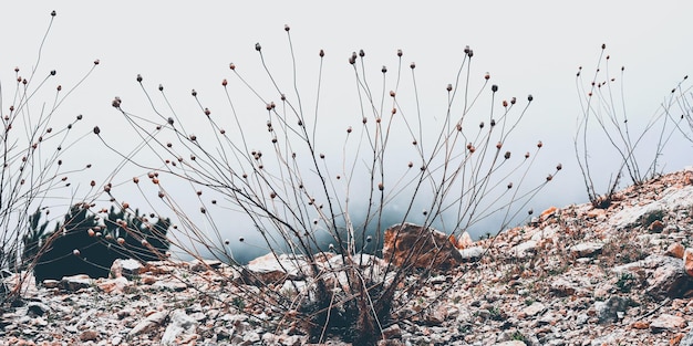 Plantas que crescem na terra contra o céu