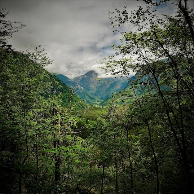 Foto plantas que crescem na terra contra o céu