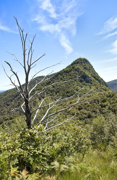 Foto plantas que crescem na terra contra o céu