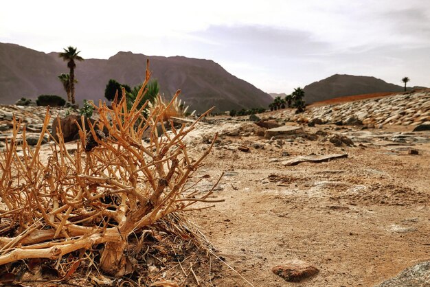 Foto plantas que crescem na terra contra o céu