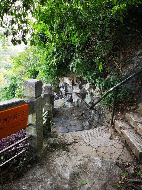 Plantas que crescem na velha parede de pedra
