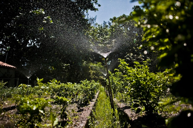 Plantas que crescem nas árvores