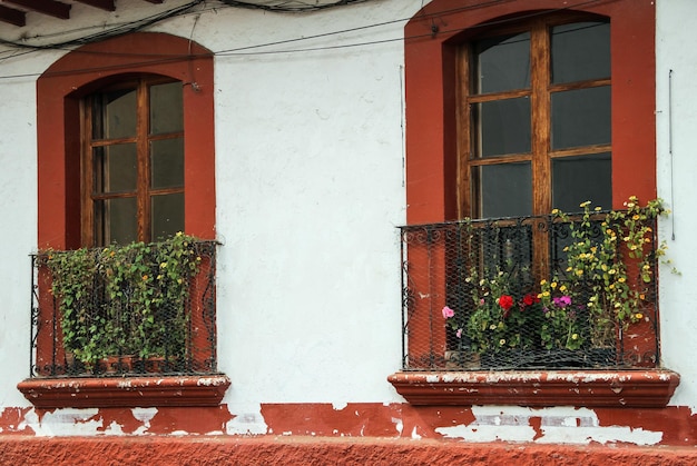 Foto plantas que crescem nas janelas das casas