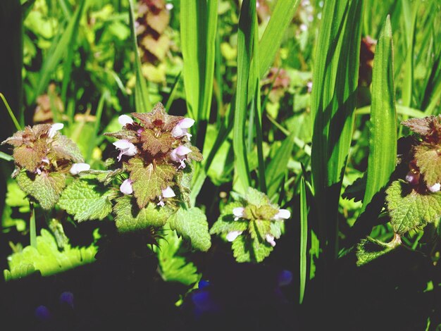 Foto plantas que crescem no campo