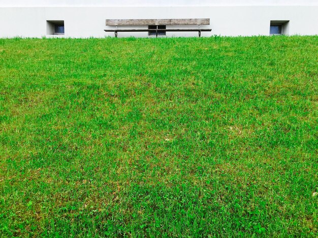 Foto plantas que crescem no campo