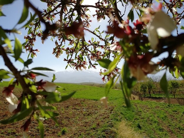 Foto plantas que crescem no campo