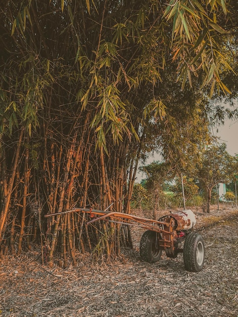 Foto plantas que crescem no campo