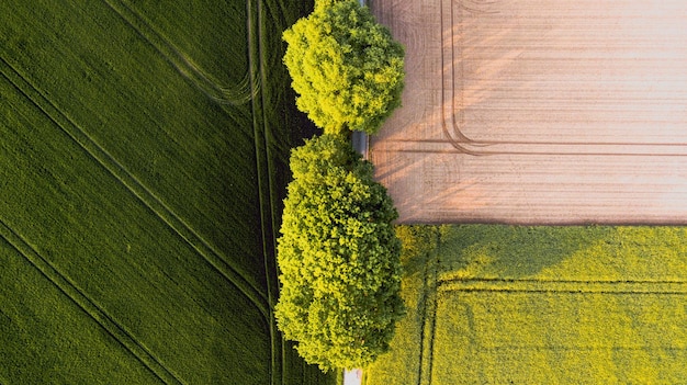 Plantas que crescem no campo