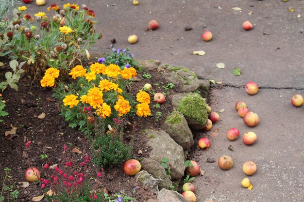 Plantas que crescem no campo