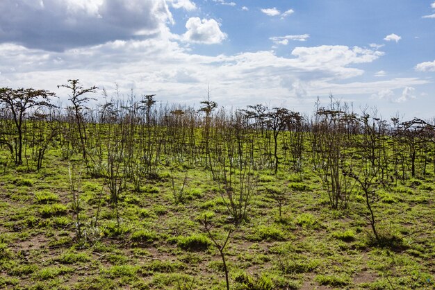 Plantas que crescem no campo