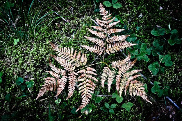 Foto plantas que crescem no parque