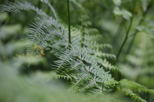 Plantas que crescem no parque