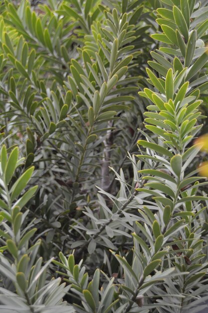 Foto plantas que crescem numa árvore