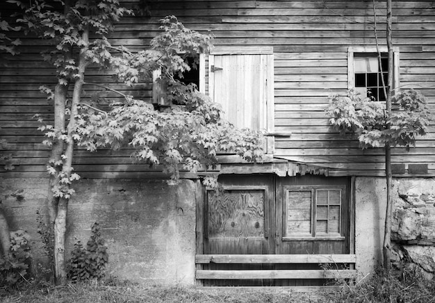 Plantas que crescem perto de casas abandonadas