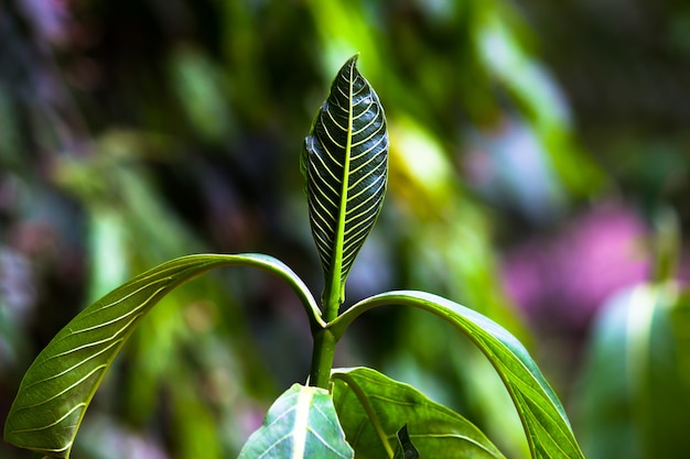 Foto plantas que reflejan la luz natural del sol durante el día sobre un fondo oscuro