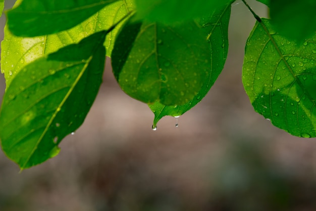 Plantas que reflejan la luz natural del sol durante el día sobre un fondo oscuro