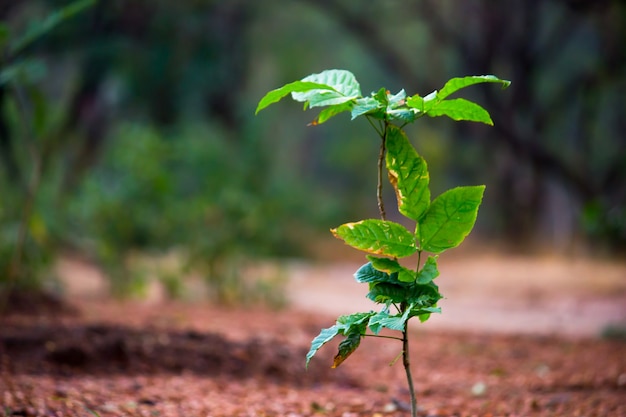 Plantas que refletem a luz natural do sol durante o dia em um fundo escuro