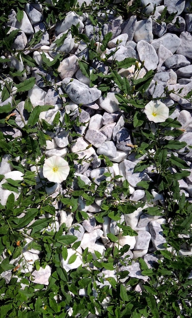 Plantas rastreras con lindas flores envuelven fondo vertical de piedras lisas