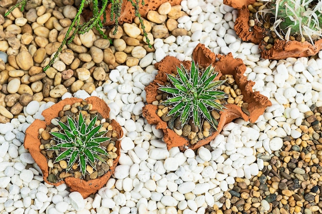 Foto plantas resistentes à seca que são nativas de áreas semidesérticas