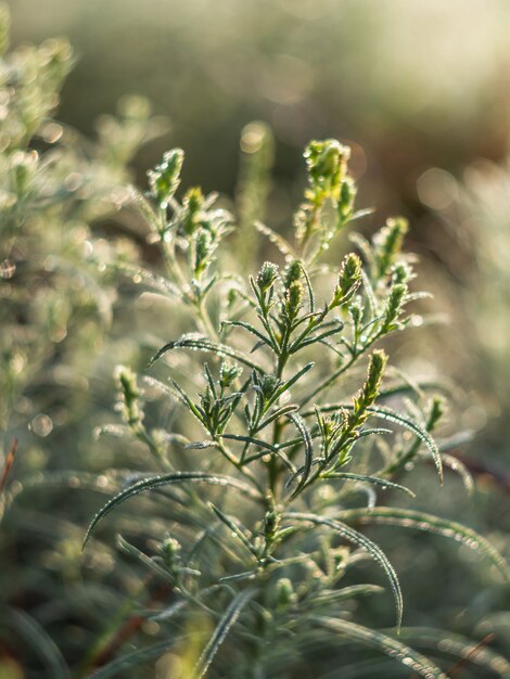 Foto plantas con rocío al amanecer.