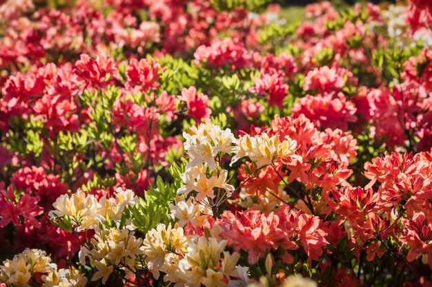 Plantas de rododendro en flor