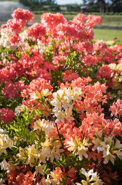 Plantas de rododendro en flor