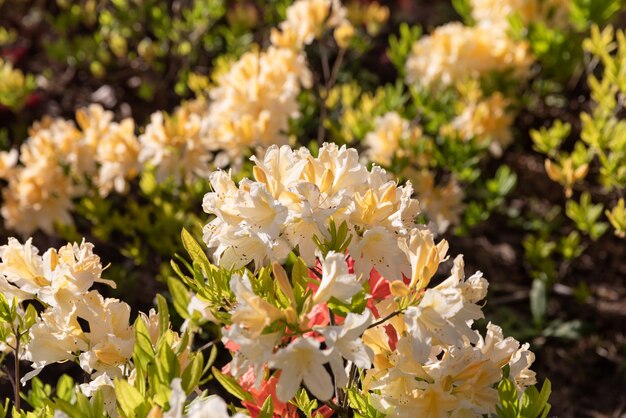 Plantas de rododendro en flor