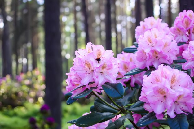 Plantas de rododendros en el jardín Flores rosas de cerca