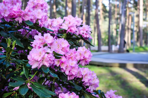 Plantas de rododendros en el jardín Flores rosas de cerca