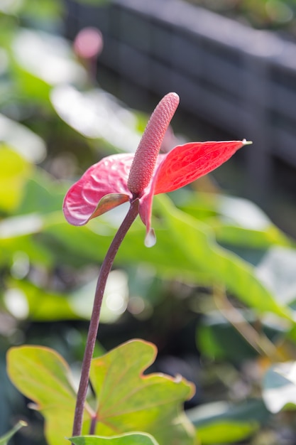 Plantas rojas de anthurium