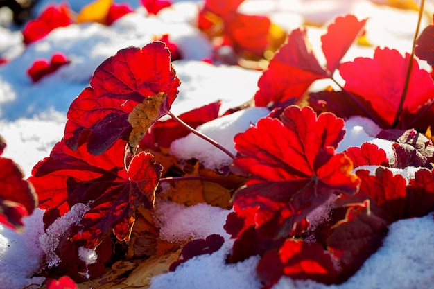 Plantas rojas en la nieve sobre el césped Fondo de invierno Deshielo