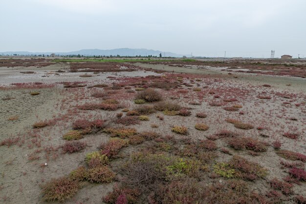 Plantas rojas o verdes en tierras alcalinas salinas