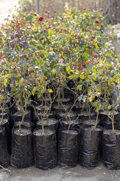 Plantas de rosas que crecen en bolsas de polietileno en un vivero de plantas