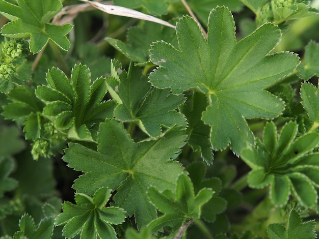 Foto plantas salvajes. primer plano de hojas de manto común (alchemilla vulgaris). región de leningrado, rusia.
