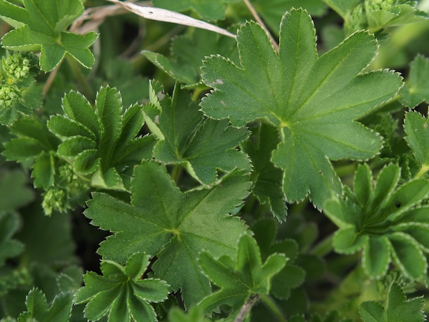 plantas salvajes. Primer plano de hojas de manto común (Alchemilla vulgaris). Región de Leningrado, Rusia.