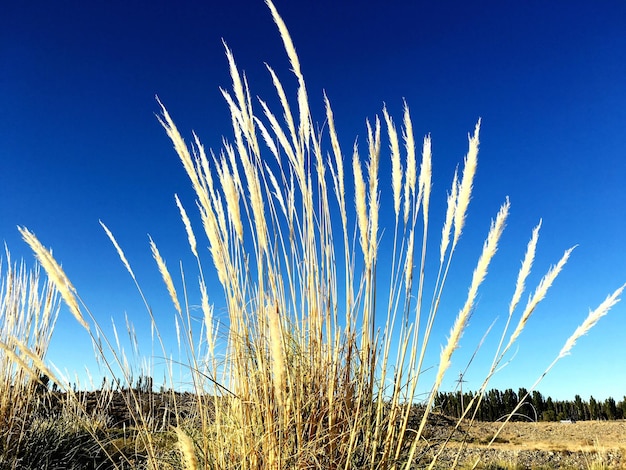 Plantas secas en el campo contra el cielo azul claro