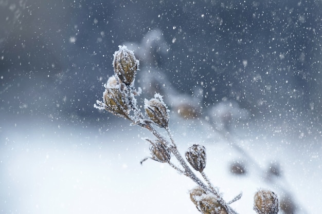 Plantas secas cubiertas de escarcha en el bosque sobre un fondo borroso durante una nevada, fondo de invierno