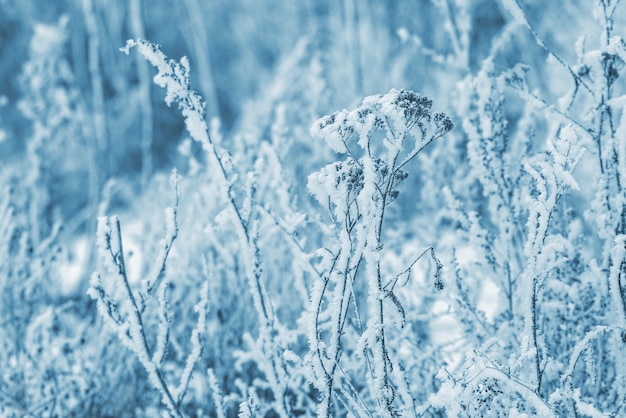 Plantas secas cubiertas de nieve y escarcha en invierno, fondo de invierno