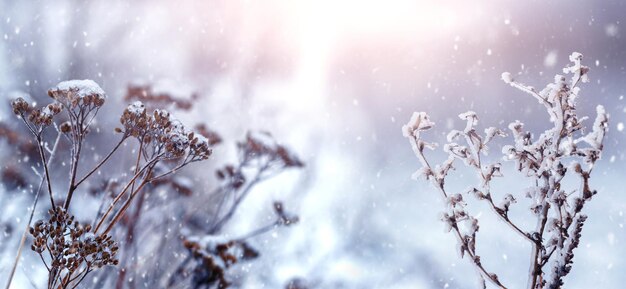 Plantas secas cubiertas de nieve y escarcha en invierno durante las nevadas Vista de invierno