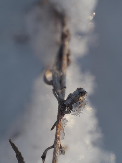 plantas secas cubiertas de nieve