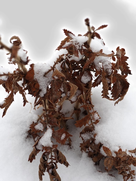 plantas secas cubiertas de nieve