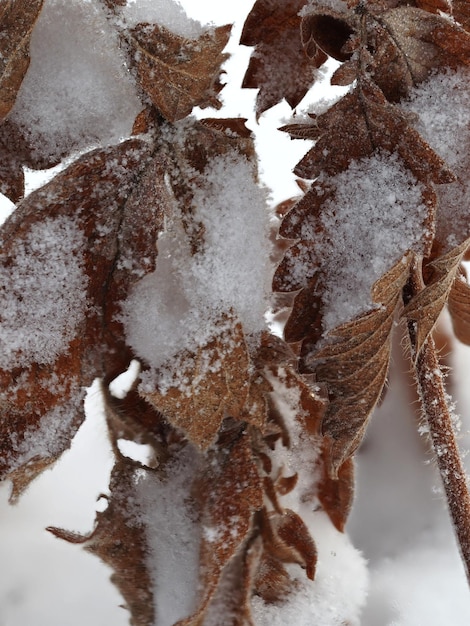 plantas secas cubiertas de nieve