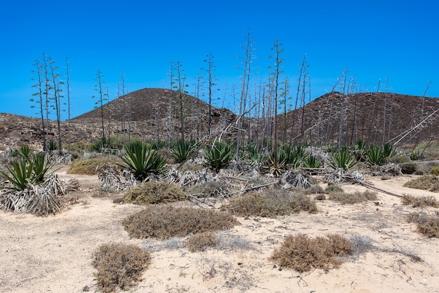 plantas secas de agave americana na ilha de lobos, fuerteventura