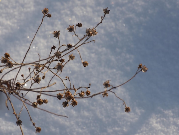plantas secas em um prado coberto de neve de inverno