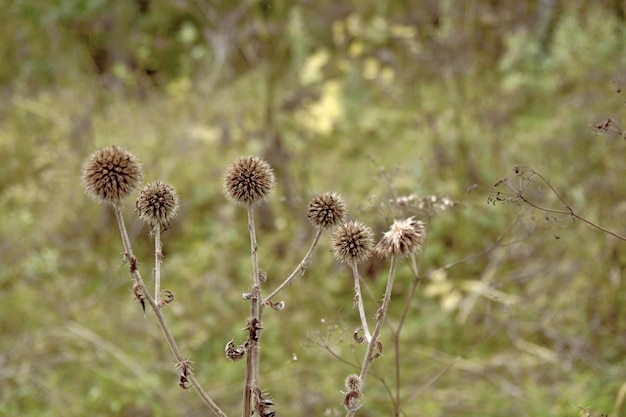 Foto plantas secas pintorescas en el salvaje