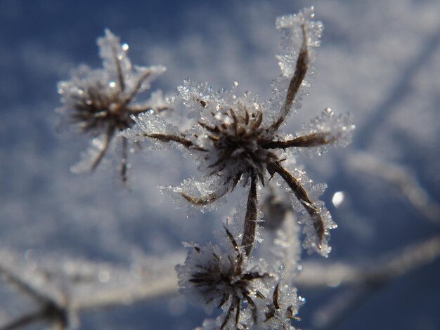 plantas secas en un prado cubierto de nieve en invierno