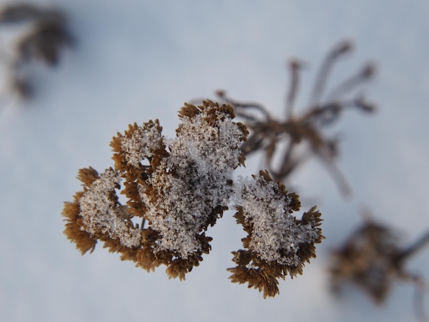 plantas secas en un prado de invierno cubierto de nieve